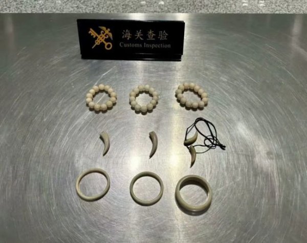 恒捷配资 男子在红内裤藏10件象牙制品被查 违规携带遭拦截